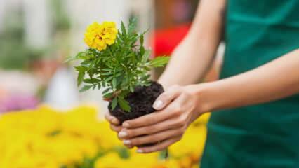 Iemesli augu audzēšanai mājās? Vai ir kaitīgi puķes audzēt mājās?
