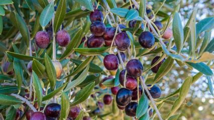 Kādas ir olīvu priekšrocības? Kas nepieciešams olīvu sēklu norīšanai? Kā tiek patērētas olīvu lapas?