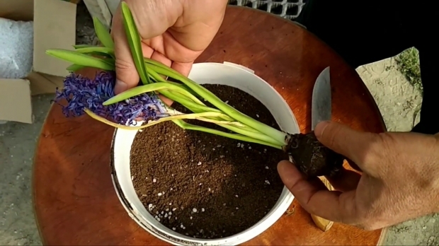 Hiacinte ziedu kopšana