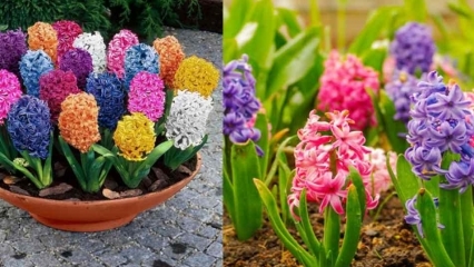 Kā audzēt hiacintes ziedu Kā pavairot hiacintes ziedus?
