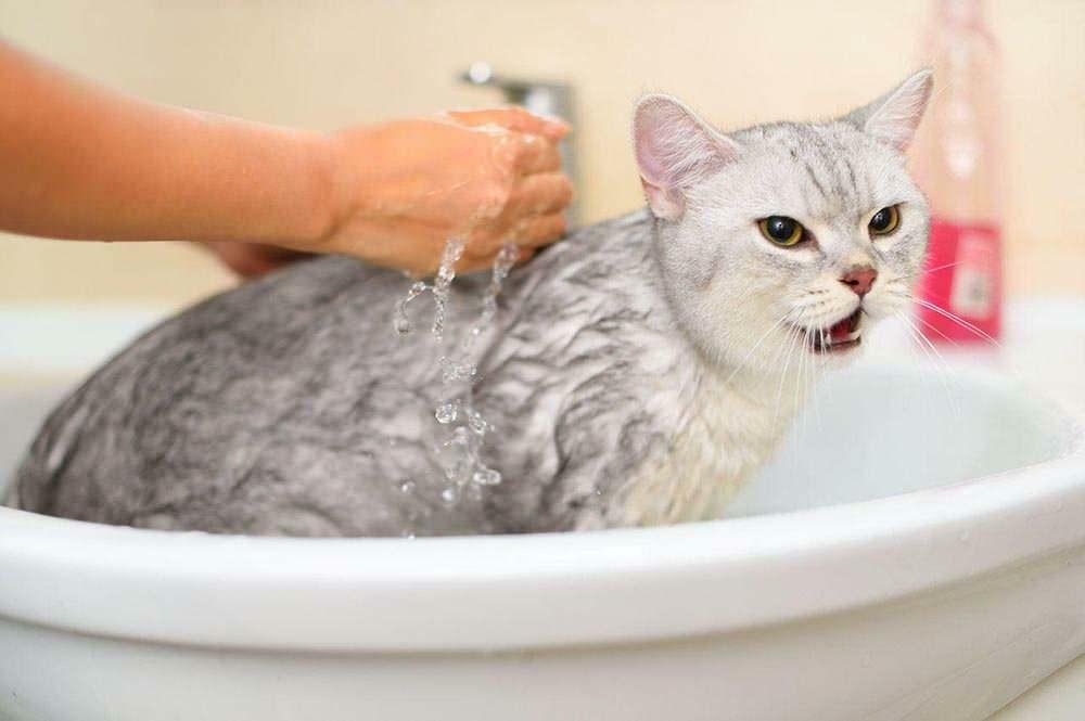 Kā mazgāt kaķi