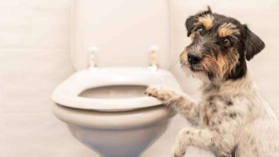Kā izveidot suņu tualetes ieradumus