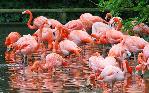 Kur ir Flamingo ciemats? Kā tur nokļūt? Cik maksā brokastu cena?