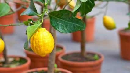 Kā mājās audzēt citronus podos? Padomi citronu audzēšanai un uzturēšanai