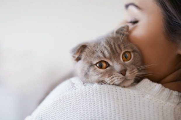 Kā novērst kaķu stresu? 