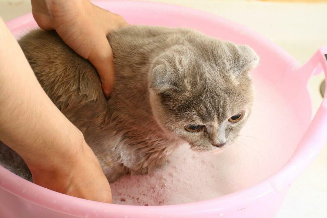 kā mazgāt kaķus
