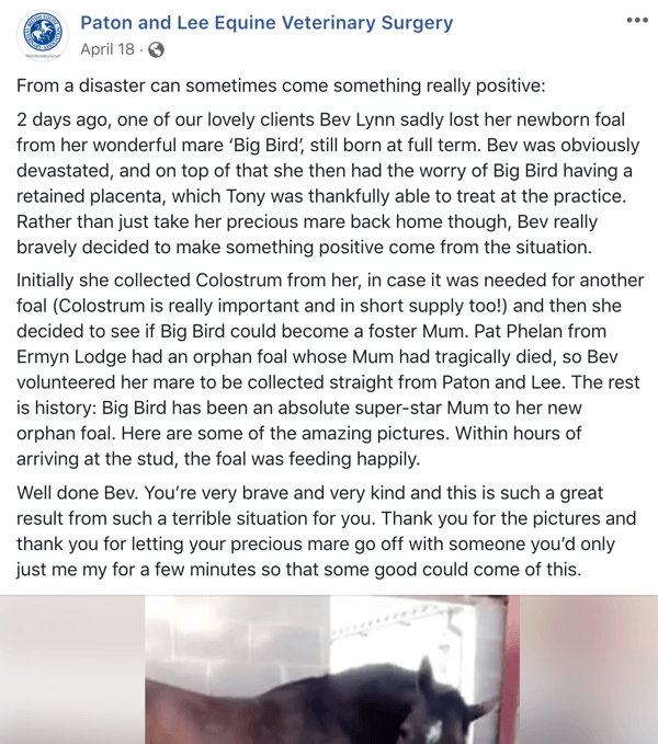 Facebook ieraksta piemērs ar Patona un Lī zirgu veterinārā ķirurga stāstu.