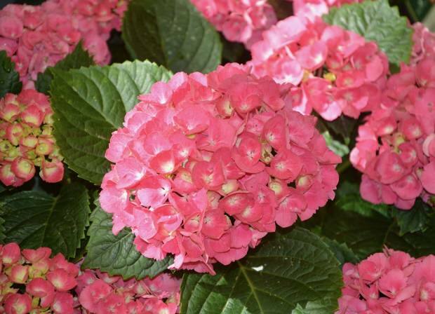 Kā rūpēties par hortenzijas ziedu? Kādas ir krāsošanas metodes?