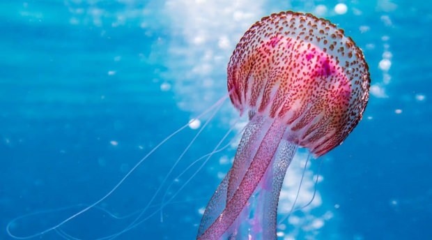 Uzziniet vairāk par medūzām