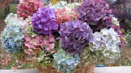 Kā krāsot hortenzijas ziedus?