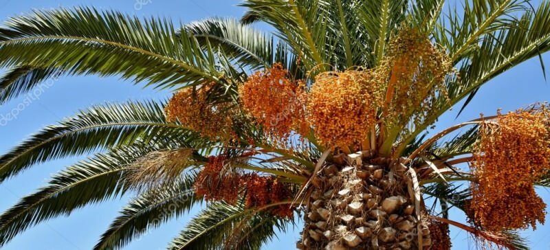 Kas ir palma? Kādas ir palmu koka īpašības, kā to audzēt