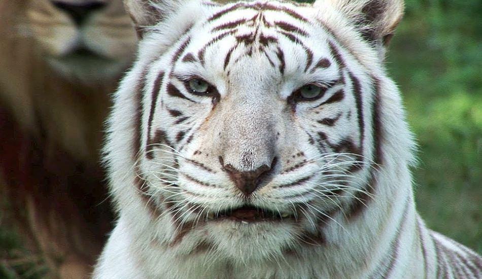 Baltais tīģeris zoodārzā izplata briesmas