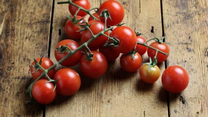 Kā novērst tomātu puvi? Kā novērst tomātu kandžu? 