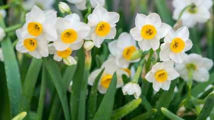 Ko nozīmē narcisa zieds, kādas ir tā iezīmes un ieguvumi? Kā pavairot narcisa ziedu