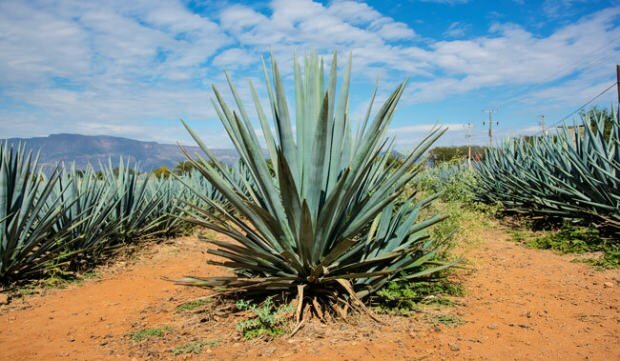 Agaves augs