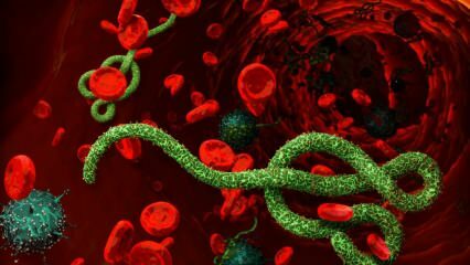 Kas ir Ebolas vīruss? Kā tiek pārnēsāts Ebolas vīruss? Kādi ir Ebolas vīrusa simptomi? 