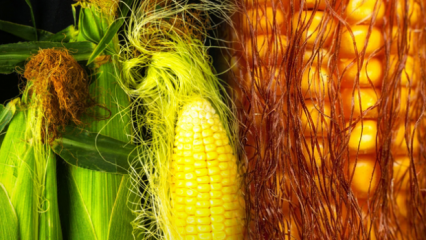 Cik vārītu kukurūzu pieņems svarā, cik daudz kaloriju? Ātra novājēšana ar kukurūzas pušķu tēju