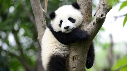 Vismazākā panda pasaulē ir dzimusi Ķīnā