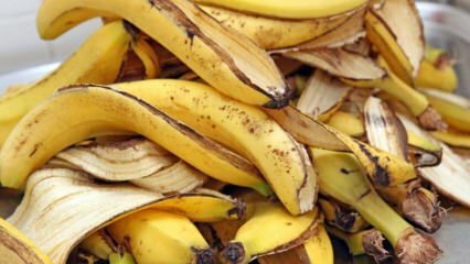 Kādas ir banānu priekšrocības? Cik daudz banānu ir? Nezināmi banānu mizas lietojumi! 