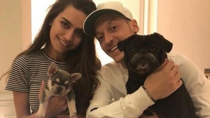 Mesuts Özils svin sava līgavaini Amīna Gülšē dzimšanas dienu
