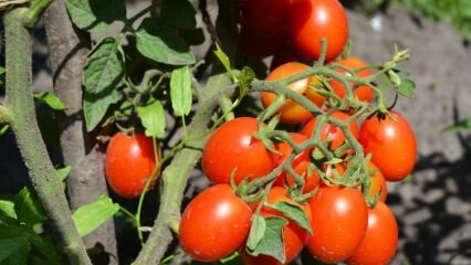 Kā audzēt tomātus katlā? Vienkāršākā tomātu audzēšana