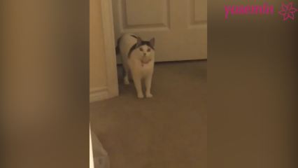 Kaķis, kurš reaģē uz viesiem, kas ierodas mājās!