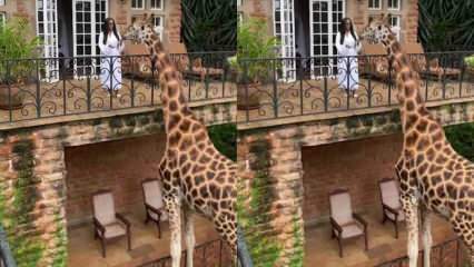 Sieviete no balkona ar rokām baro žirafi! 