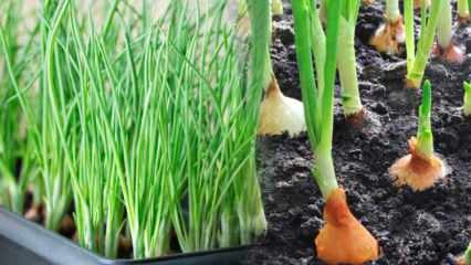 Kā audzēt zaļos sīpolus podos? Padomi pavasara sīpolu audzēšanai