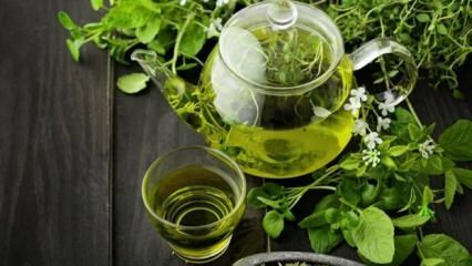 Zaļās tējas priekšrocības! Ātra un veselīga novājēšana ar zaļās tējas diētu
