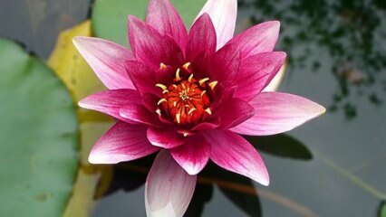 Kā mājās rūpēties par lotosa (ūdensrozes) ziedu?