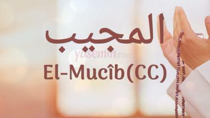 Ko nozīmē al-Mudžibs (c.c)? Kādi ir vārda Al-Mujib tikumi? Esmauls Husna Al-Mudžibs...