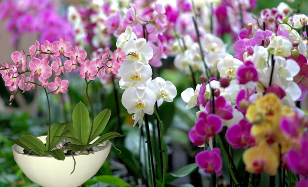 Kā rūpēties par orhidejām? Kā pavairot orhideju ziedus? 5 lietas, kas orhideju ziediem nepatīk