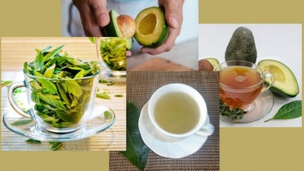 Kādas ir avokado lapu tējas priekšrocības? Kā pagatavot avokado lapu tēju?