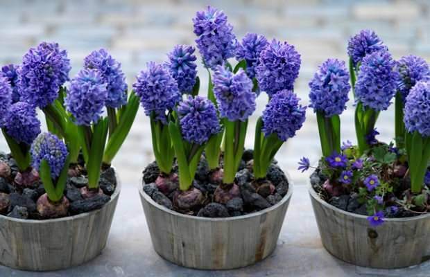 Kā pavairot hiacintes ziedus