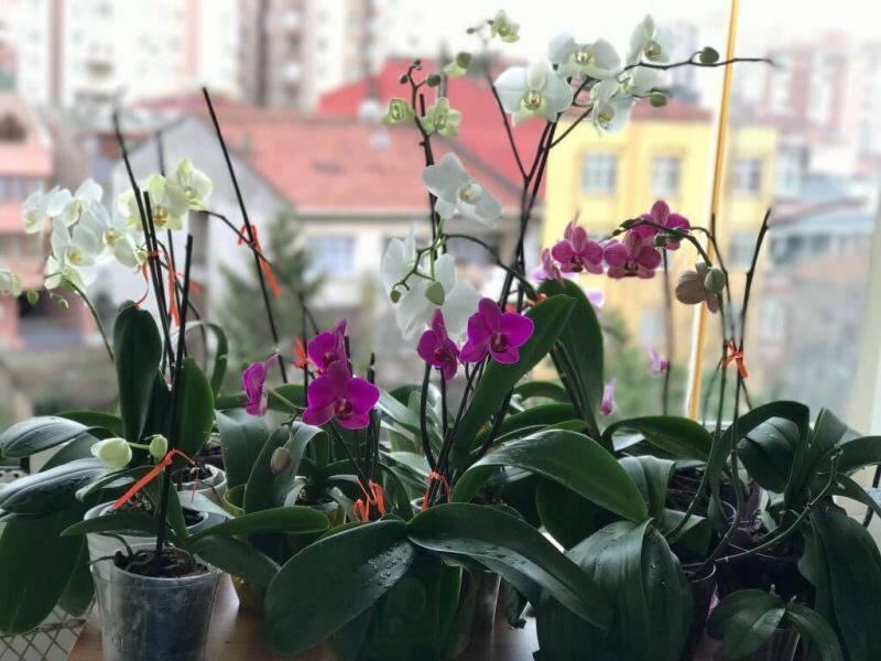 Kā kopt orhidejas? Kā mājās laistīt orhideju? Orhideju atdzīvināšanas metode