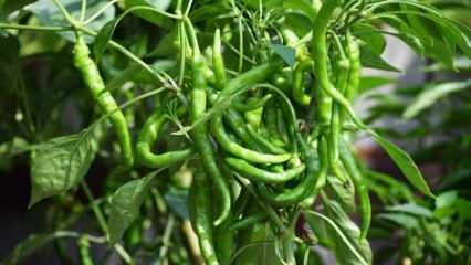 Kā audzēt zaļos piparus podos? Kādi ir triku paprikas audzēšana mājās?