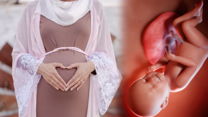 Lai mazulis grūtniecības laikā būtu vesels, jālasa lūgšanas un esmaül Hüsna dhikrs