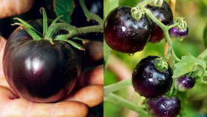 Vēža ienaidnieks: kas ir melnais tomāts? Kādas ir melno tomātu priekšrocības?