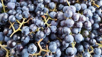 Kas ir smaržīga vīnoga un kādas ir tās priekšrocības?