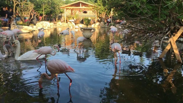 Kā nokļūt Flamingoköy?