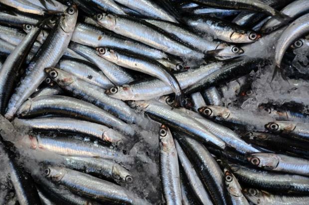 Kādas ir bonito zivju priekšrocības un kam tas noder? Kādas zivis vajadzētu patērēt?