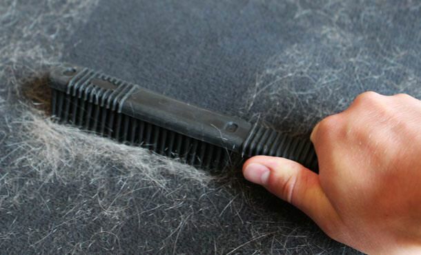 Kā tīrīt kaķu un suņu matus?