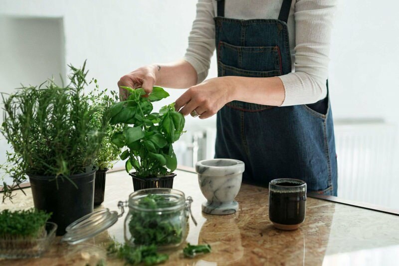 Kā audzēt augu mājās? 5 ieteikumi tiem, kuri vēlas audzēt augus mājās ar saviem līdzekļiem