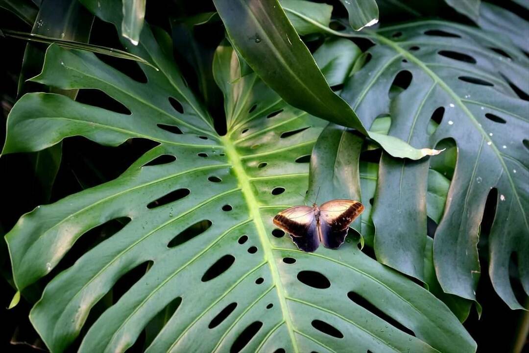 Liela interese par Konjas tropisko tauriņu dārzu: 3 miljoni apmeklētāju 8 gadu laikā