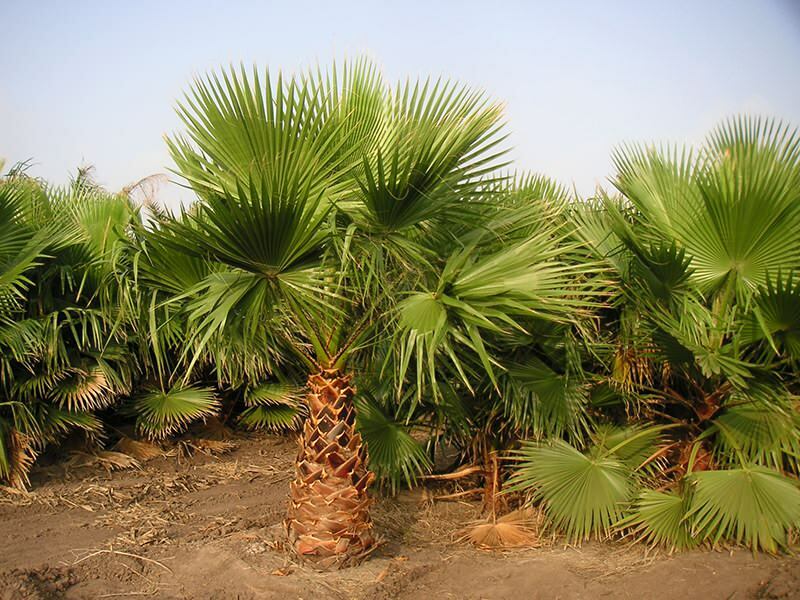 Kas ir palma? Palmu koku īpašības