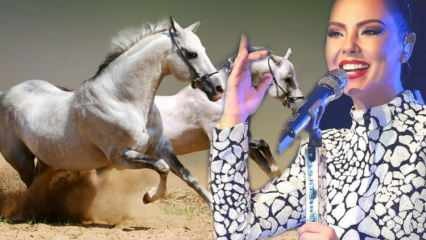 Ir paziņots dziedātāja Ebru Gündeş miljonu dolāru vērtā zirga liktenis!