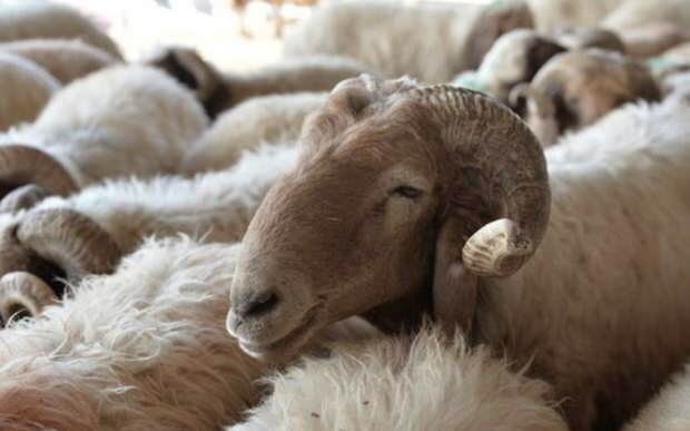 Kas jāņem vērā, pērkot upurēšanas aitas?