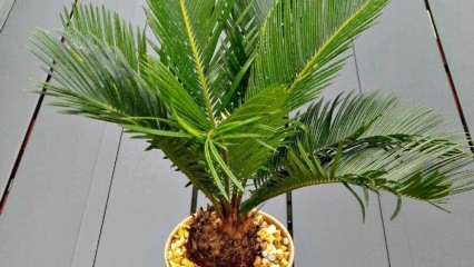 Kā audzēt palmu koku?